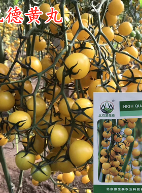 凯德黄丸金皇后西红柿种子久留米黄色番茄种籽口感脆甜抗病毒耐裂