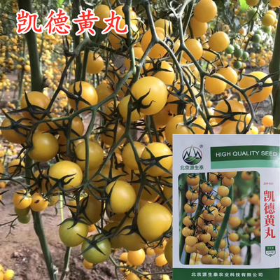 凯德黄丸金皇后西红柿种子久留米黄色番茄种籽口感脆甜抗病毒耐裂