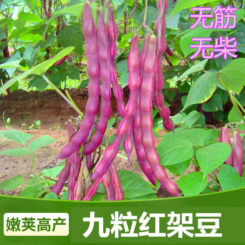 九粒红架豆种子紫芸豆种籽紫红色豆角四季豆无筋四季蔬菜庭院包邮