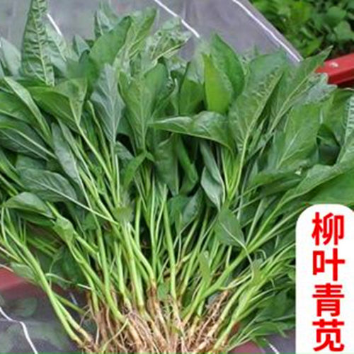 青柳叶苋菜种子蔬菜四季