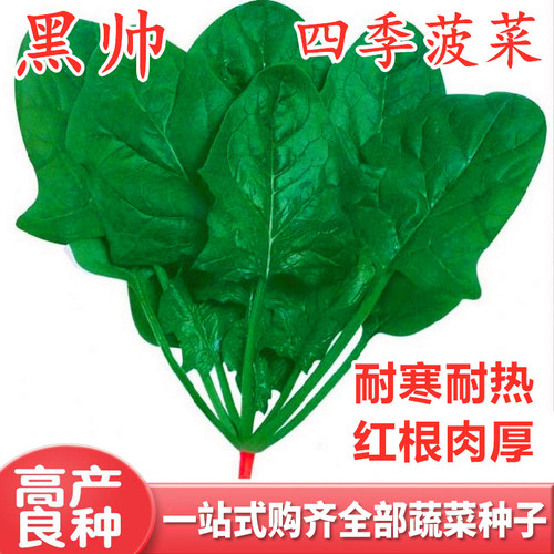 菠菜种子包邮耐寒耐热红根菠菜种籽耐抽薹抗霜霉病四季蔬菜籽黑帅