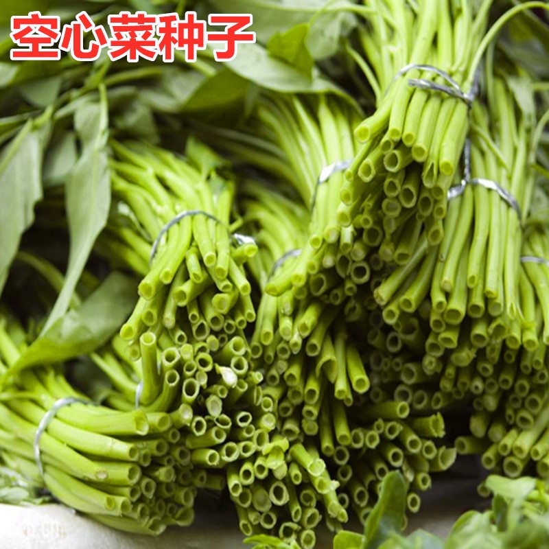 空心菜种籽柳叶大叶竹叶通菜种子四季高产盆栽蔬菜种子高产包邮,农用物资,蔬菜种子/种苗,淘宝优惠券,粉丝福利购,淘宝优惠卷