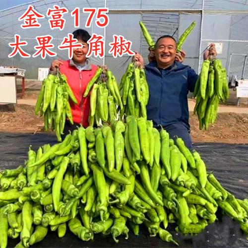 金富175高产大果牛角椒种子辣椒苗秧苗尖椒羊角椒四季蔬菜种籽