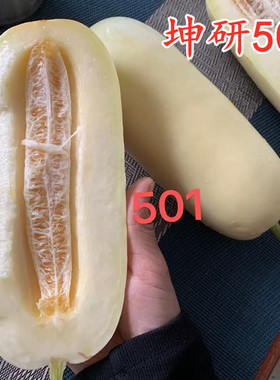 坤研501早熟大果薄皮甜瓜种子奶白皮香瓜种籽礼品甜瓜四季瓜果籽