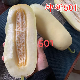 坤研501早熟大果薄皮甜瓜种子奶白皮香瓜种籽礼品甜瓜四季瓜果籽