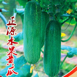 水果黄瓜种子大青吊瓜种籽旱黄瓜油绿青皮四季蔬菜正源水果黄瓜