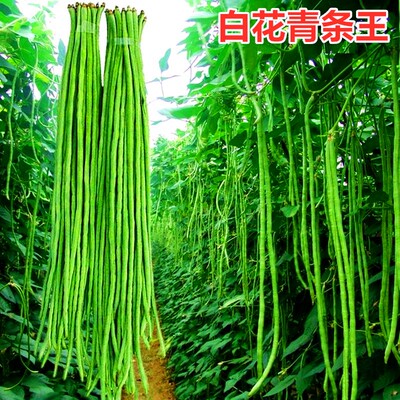 绿条四季包邮花青豇豆种子