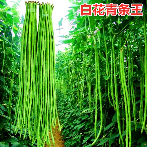 绿条四季包邮花青豇豆种子