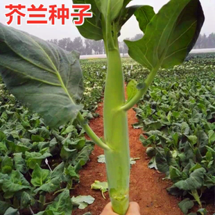 芥兰王种子四季芥蓝种籽大笋芥蓝甜芥兰四季蔬菜庭院大面积包邮