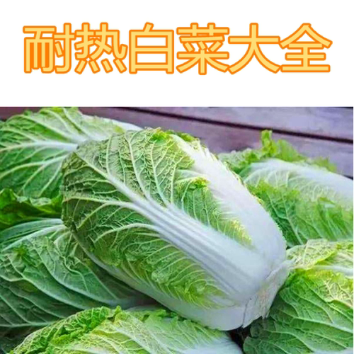 越夏耐热大白菜种子夏播白菜种籽耐抽薹夏秋种植蔬菜高产抗病包邮