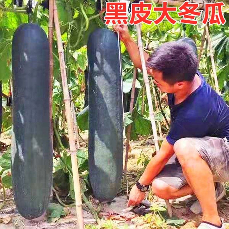广东黑皮冬瓜种子特大切片冬瓜种籽高产炮弹冬瓜四季庭院蔬菜包邮,农用物资,蔬菜种子/种苗,淘宝优惠券,粉丝福利购,淘宝优惠卷