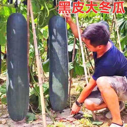 广东特大切片炮弹包邮黑皮冬瓜
