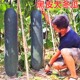 包邮 广东黑皮冬瓜种子特大切片冬瓜种籽高产炮弹冬瓜四季 庭院蔬菜