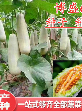 早熟甜瓜种子四季博盛