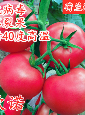 番茄种子耐热西红柿种籽番茄苗耐高温不裂果大果四季蔬菜秧苗欧诺