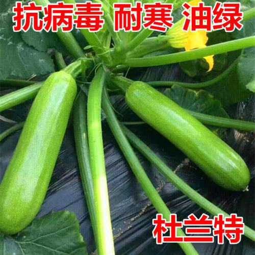 西葫芦种子角瓜茭瓜绞瓜种籽油绿翠绿高产耐寒抗病蔬菜包邮杜兰特 - 封面