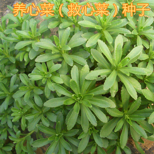 养心菜种籽救心菜种子特色保健蔬菜庭院阳台四季蔬菜野菜籽包邮