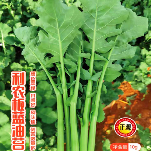 板蓝油苔种子油苔菜种籽早熟四季菜苔菜薹菜心种子多次采收庭院