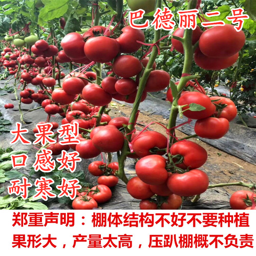 西红柿种子高产粉红番茄种籽番茄秧苗子种苗四季蔬菜巴德丽2号 - 封面