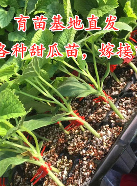 嫁接甜瓜苗直根甜瓜种苗羊角酥蜜绿宝石博洋9号薄皮四季甜瓜包邮