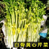 包邮 黄心芹菜种子香港白骨黄芯芹菜种籽小香芹无筋四季 蔬菜口感嫩