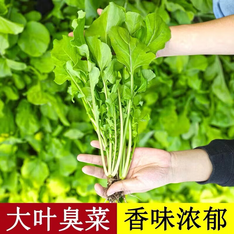 东北大叶臭菜种子芝麻菜种籽特色蔬菜高产野菜青菜叶菜庭院包邮