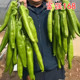 富强168大果尖椒羊角椒牛角椒种子辣椒种籽辣椒秧苗四季 蔬菜种子