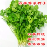 Четыре сезона кориандр фермы фермы Lagua Grand Leaf Seeds Seeds растительные овощные овощ