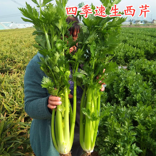 四季速生西芹种子芹菜种籽香芹脆嫩无筋高产蔬菜耐寒耐热阳台庭院