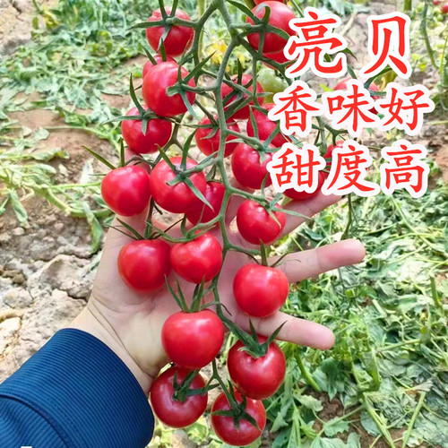 樱桃番茄种子小圣女果种籽番茄秧苗粉色圆形小西红柿亮贝靓贝高产