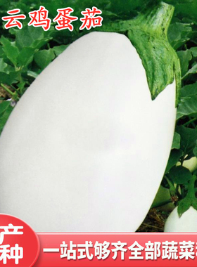 鸡蛋茄种子白色罐茄长椭圆形白蛋茄种籽高产蔬菜抗病大面积白云