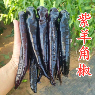 包邮 紫色羊角椒种子特色紫黑色尖椒种籽花青素四季 蔬菜高产薄皮