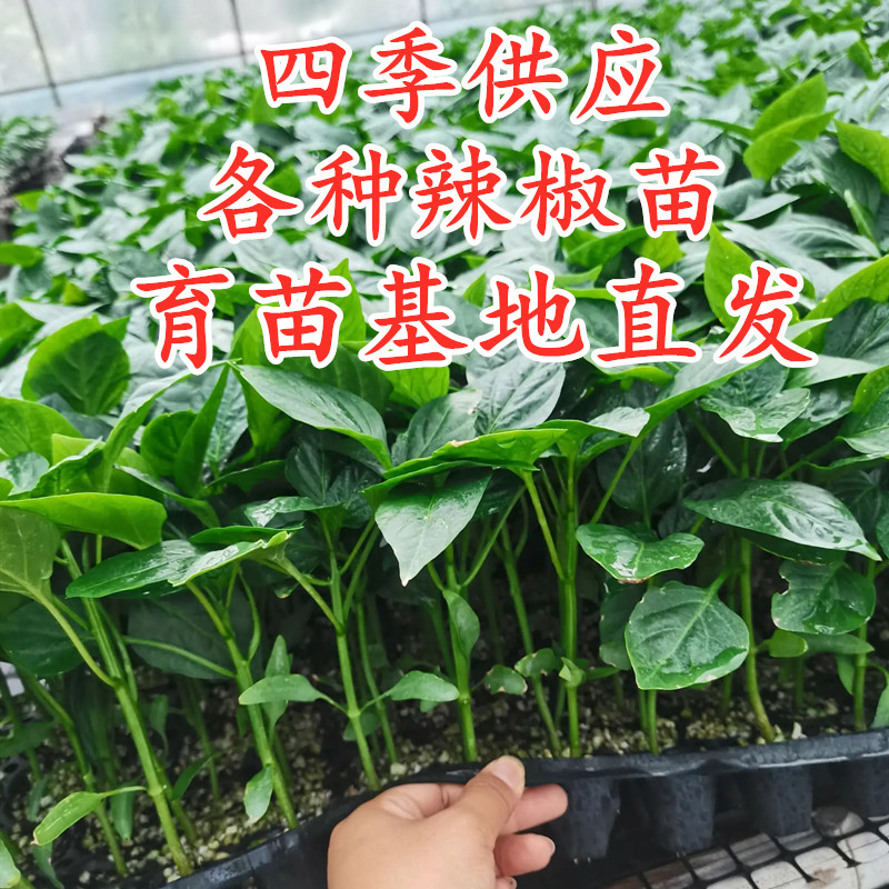 四季辣椒苗种苗羊角椒线椒螺丝椒芜湖椒苏椒薄皮椒菜椒方椒包邮