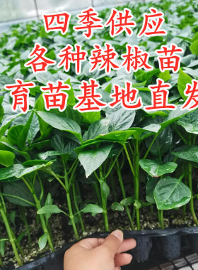 高产四季辣椒苗大全基地直发