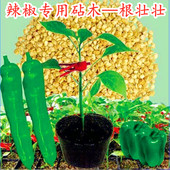 辣椒嫁接砧木种子抗根腐病抗线虫枯萎黄萎病抗死棵辣椒籽四季 包邮