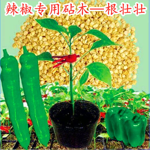 辣椒嫁接根腐病线虫枯萎包邮砧木