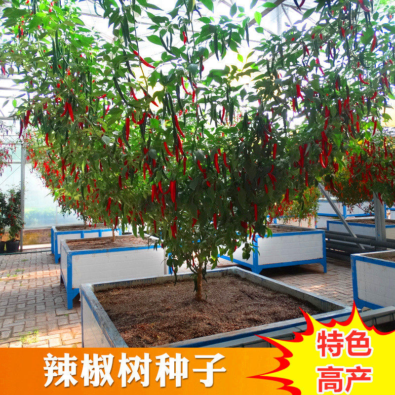辣椒树种子茄子树西瓜树苦瓜树观光采摘专用结果8000个辣椒树包邮