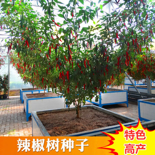 辣椒树种子茄子树西瓜树苦瓜树观光采摘专用结果8000个辣椒树包邮