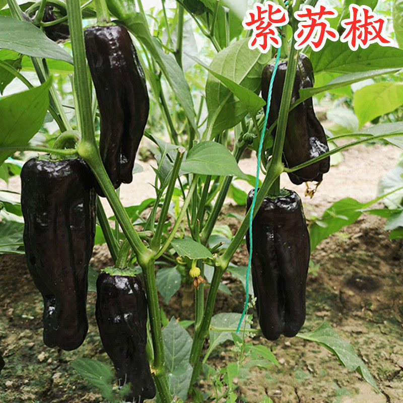紫色苏椒种子辣椒种籽薄皮椒芜湖椒特色四季蔬菜花青素高产包邮