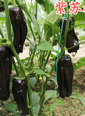 紫色苏椒种子辣椒种籽薄皮椒芜湖椒特色四季蔬菜花青素高产包邮