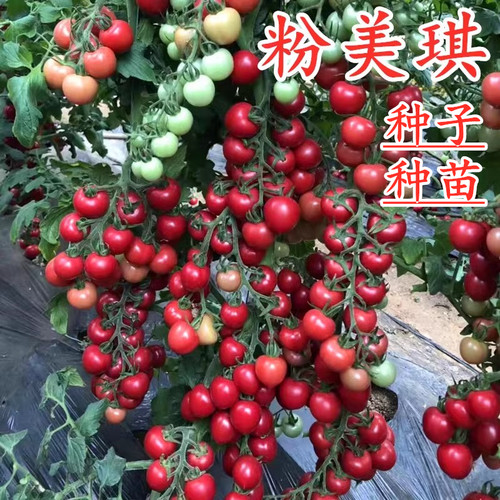 圆形樱桃番茄种子小圣女果种苗