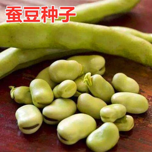 青皮胡豆耐寒庭院包邮蔬菜种子
