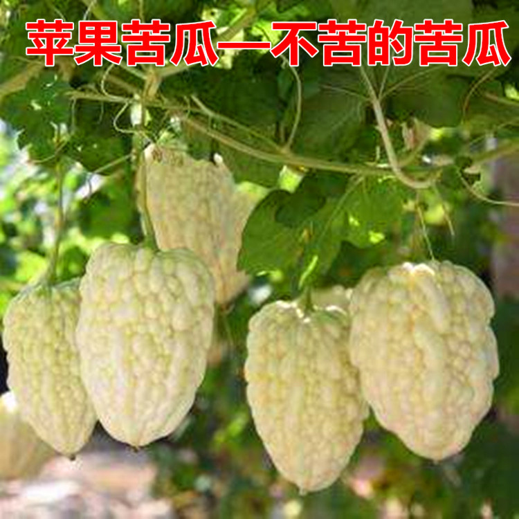 台湾苹果苦瓜种子甜水果苦瓜种籽白苦瓜四季蔬果水果生吃不苦包邮