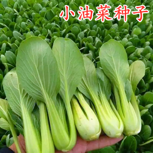 油菜种籽矮脚苏州青青菜种子青梗菜上海青小白菜鸡毛菜种包邮高产