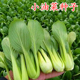 油菜种籽矮脚苏州青青菜种子青梗菜上海青小白菜鸡毛菜种 高产 包邮