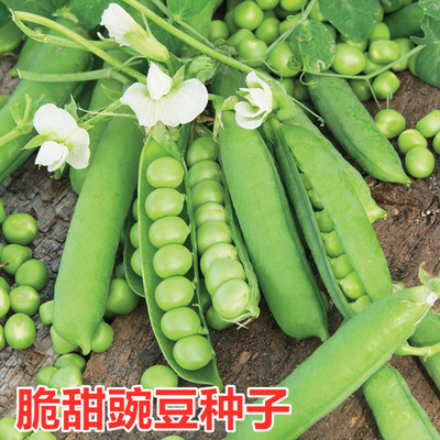 甜脆阳台四季高产包邮豌豆种子