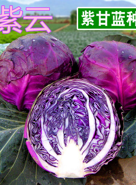 紫甘蓝种子紫色包菜种籽卷心菜大头菜洋白菜特色蔬菜种子四季紫云