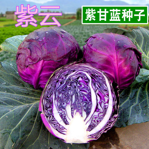 紫甘蓝种子紫色包菜种籽卷心菜大头菜洋白菜特色蔬菜种子四季紫云 - 封面