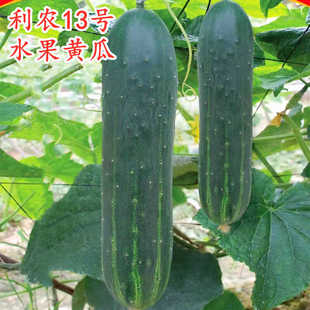 水果黄瓜种子大青吊瓜种籽油绿青皮脆甜四季蔬菜种庭院利农13号