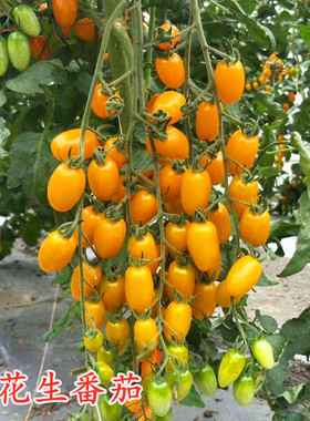 黄色花生番茄种子特色圣女果樱桃番茄种籽409类型超甜口感好高产